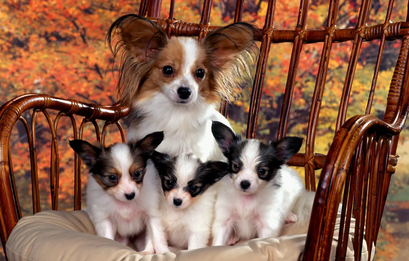 Photo wallpaper puppies, family photo., Mom