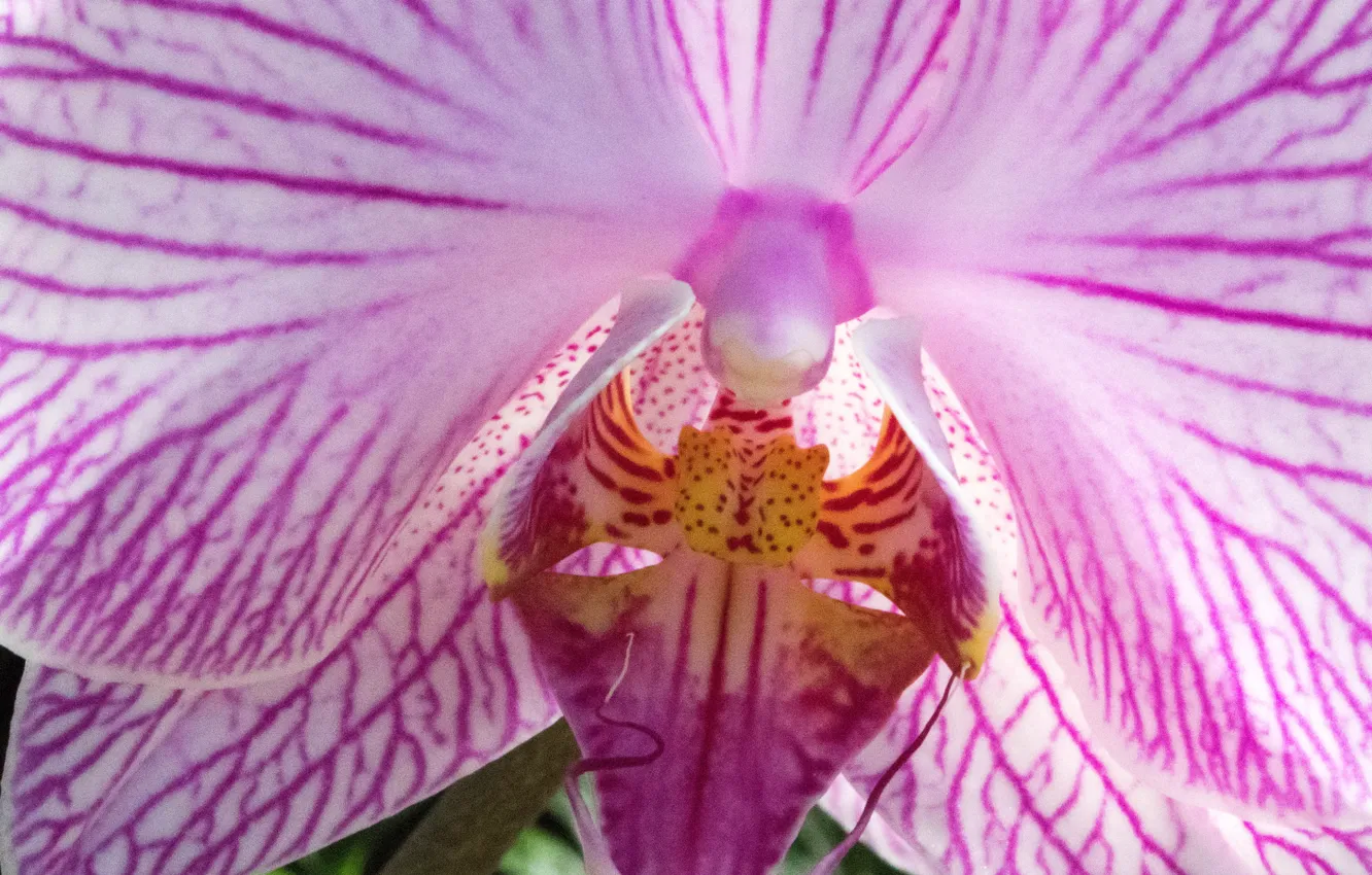 Photo wallpaper flowers, petals, Orchid