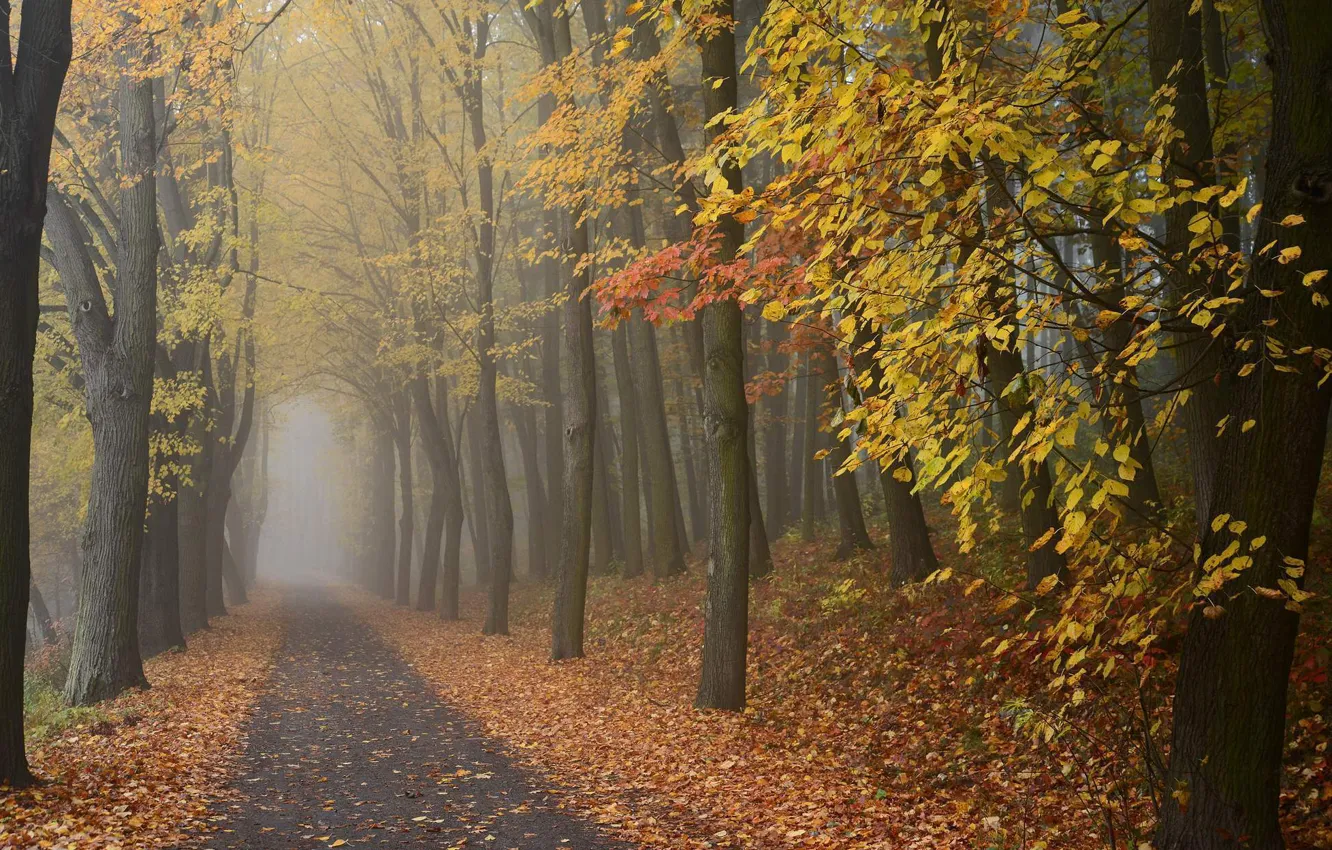 Photo wallpaper road, autumn, forest, fog