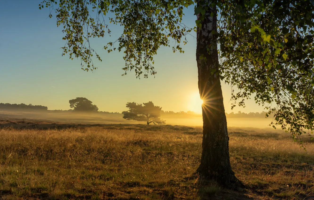 Photo wallpaper field, the sun, trees, fog, birch