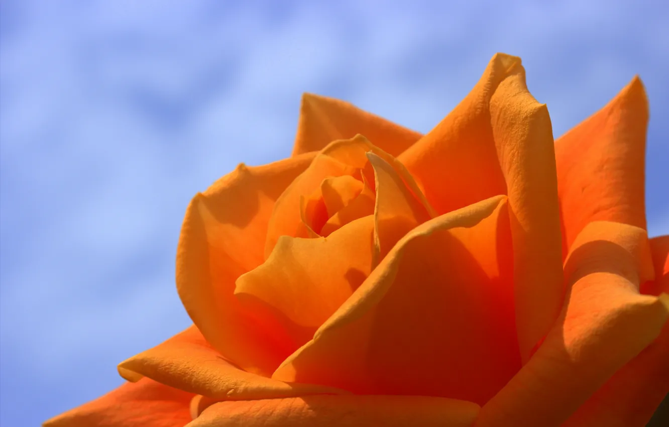 Photo wallpaper macro, rose, orange, petals, Bud, blue background