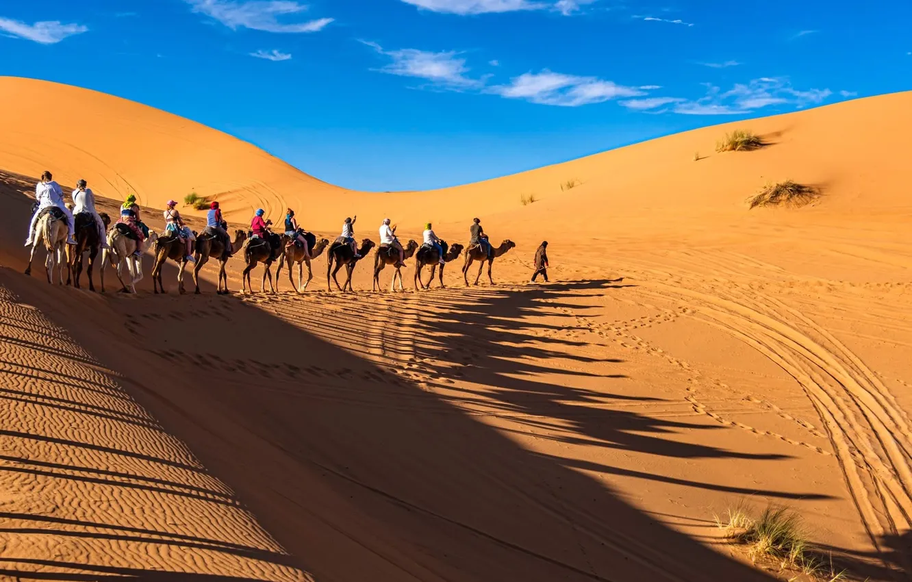 Photo wallpaper desert, Sahara, camel