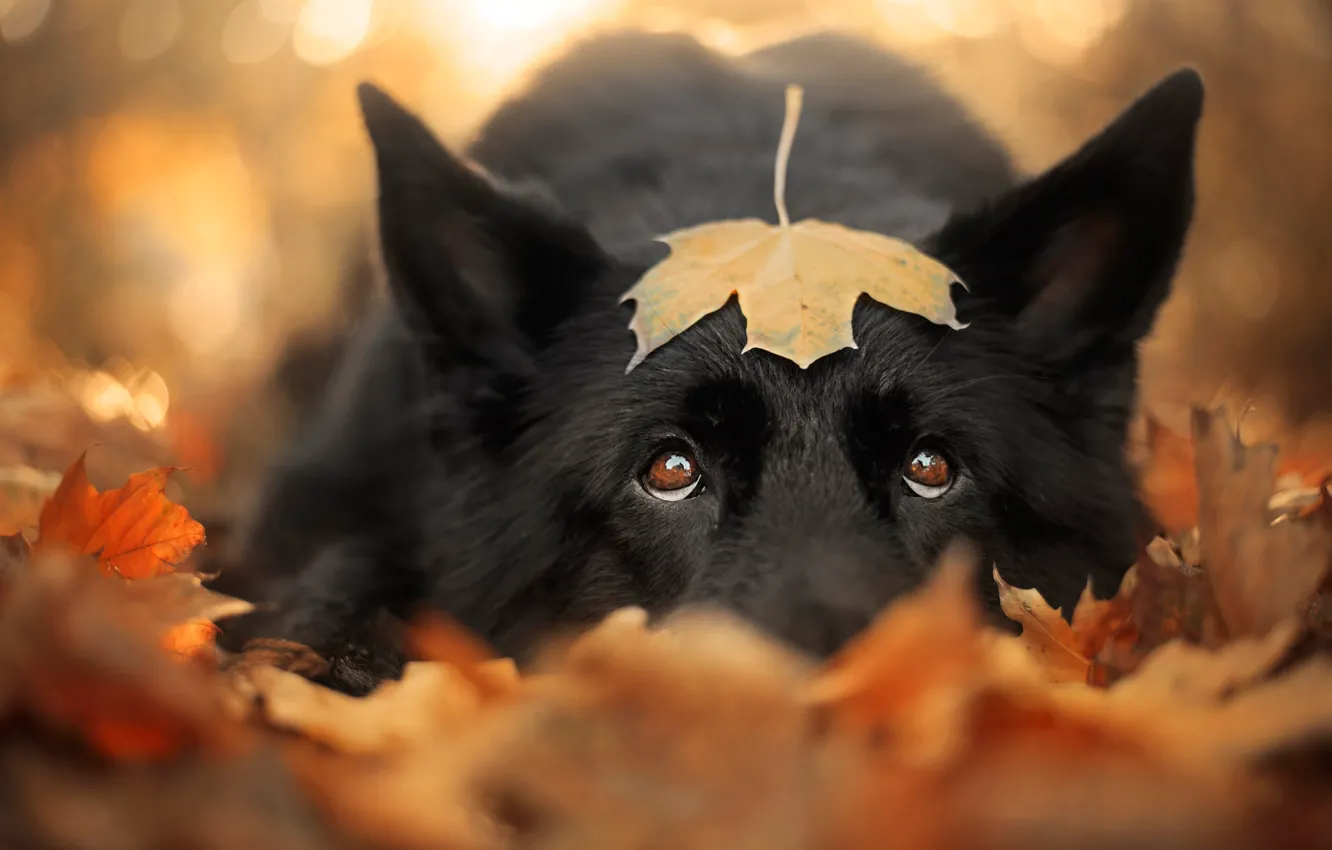 Photo wallpaper sadness, autumn, eyes, look, face, leaves, close-up, nature