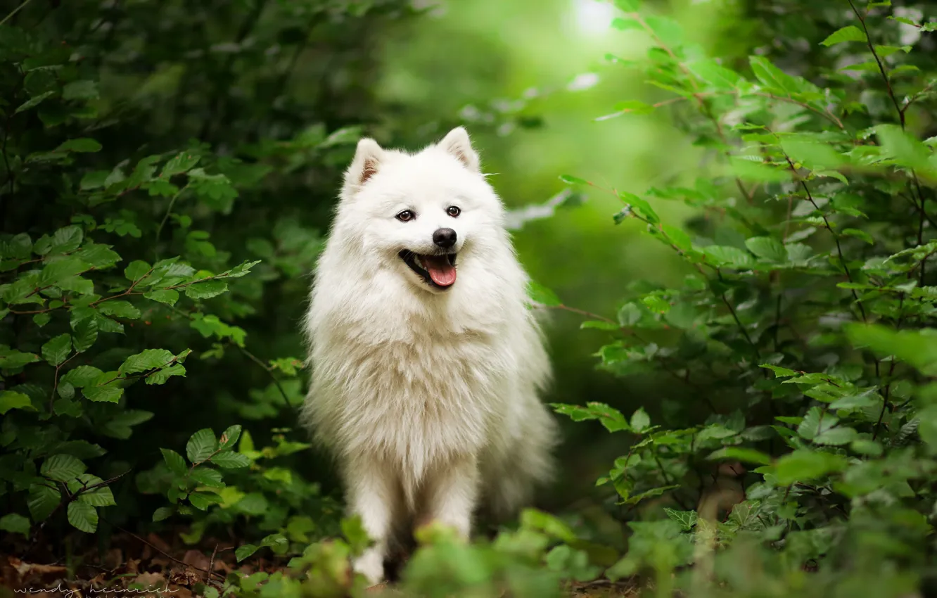 Photo wallpaper grass, nature, dog, walk, Spitz