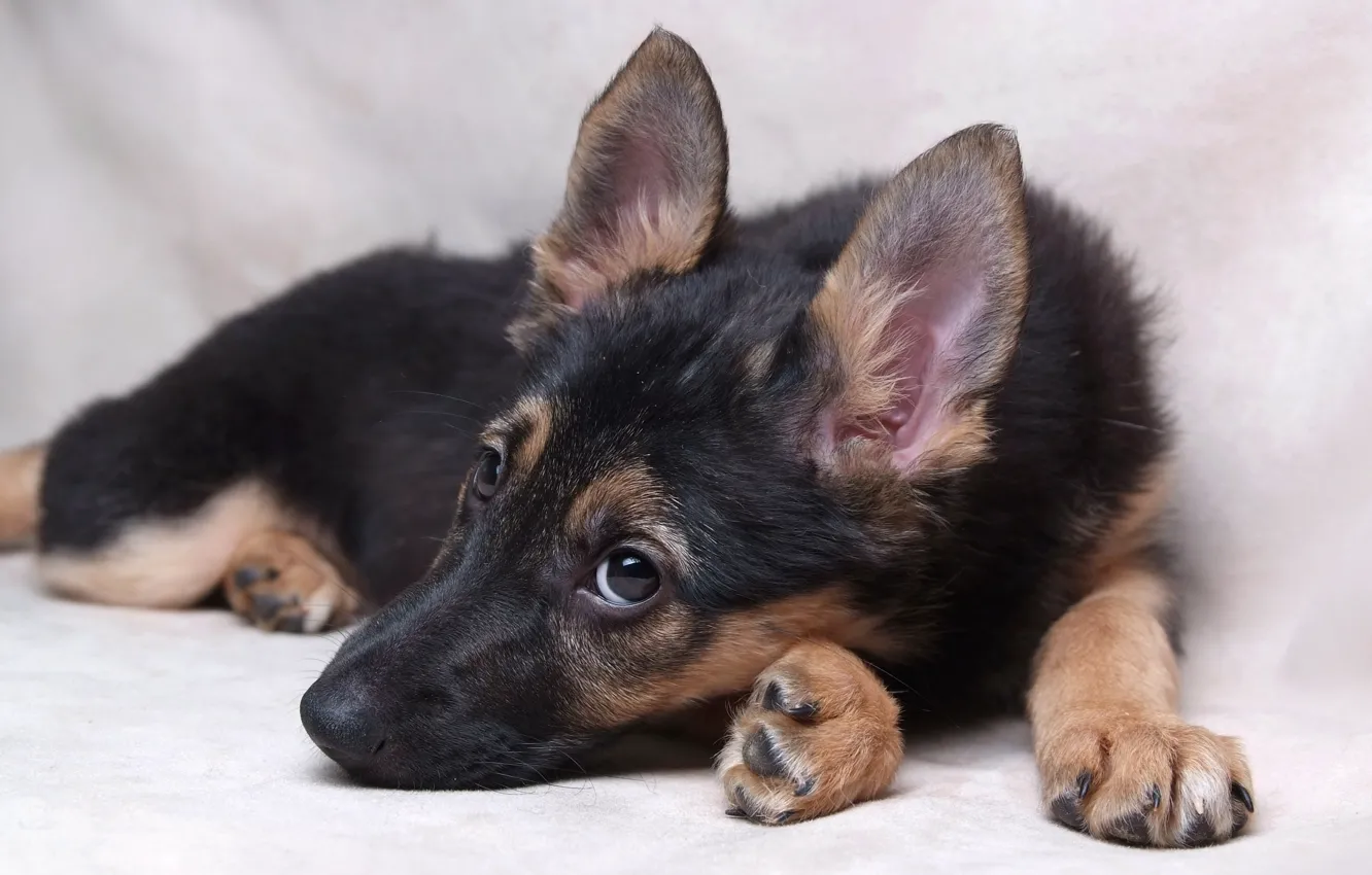 Photo wallpaper look, each, dog, puppy