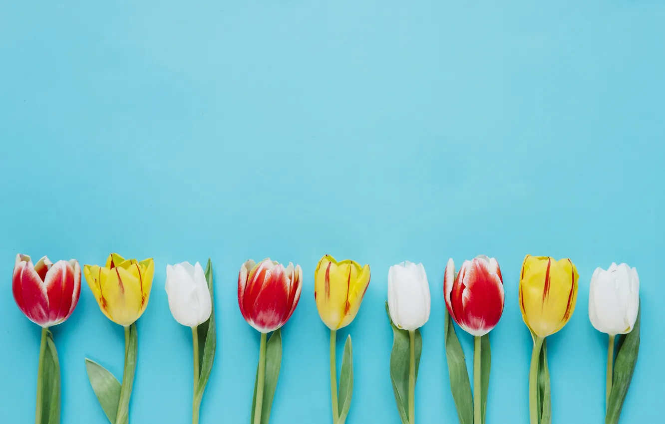 Photo wallpaper Flowers, Tulips, Background