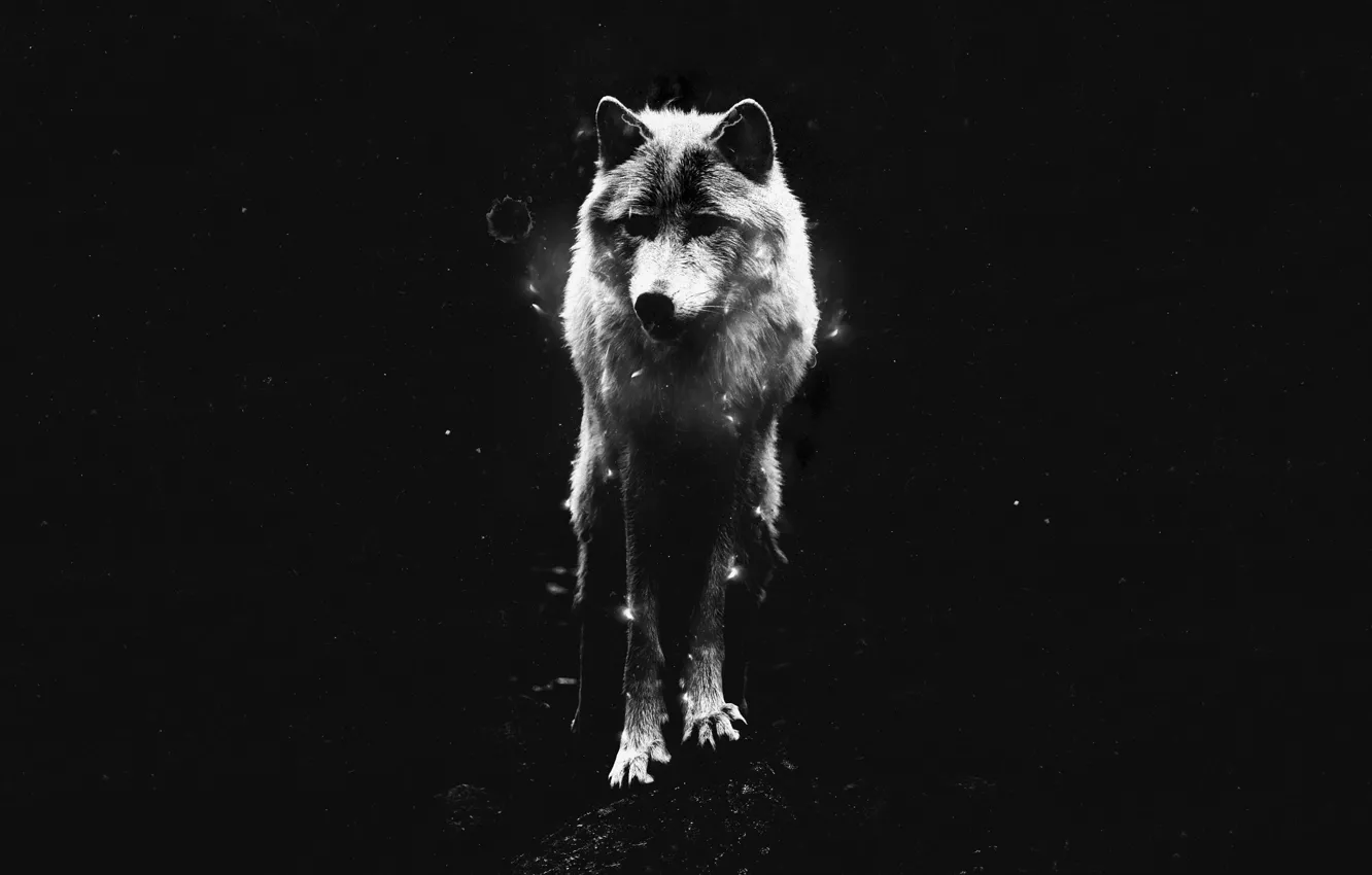 Photo wallpaper black, wolf, lone