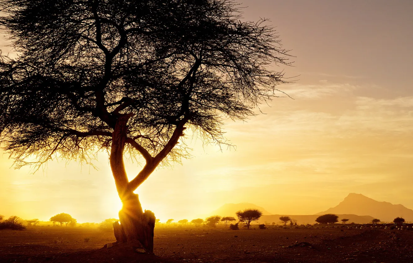 Photo wallpaper trees, landscape, sunset