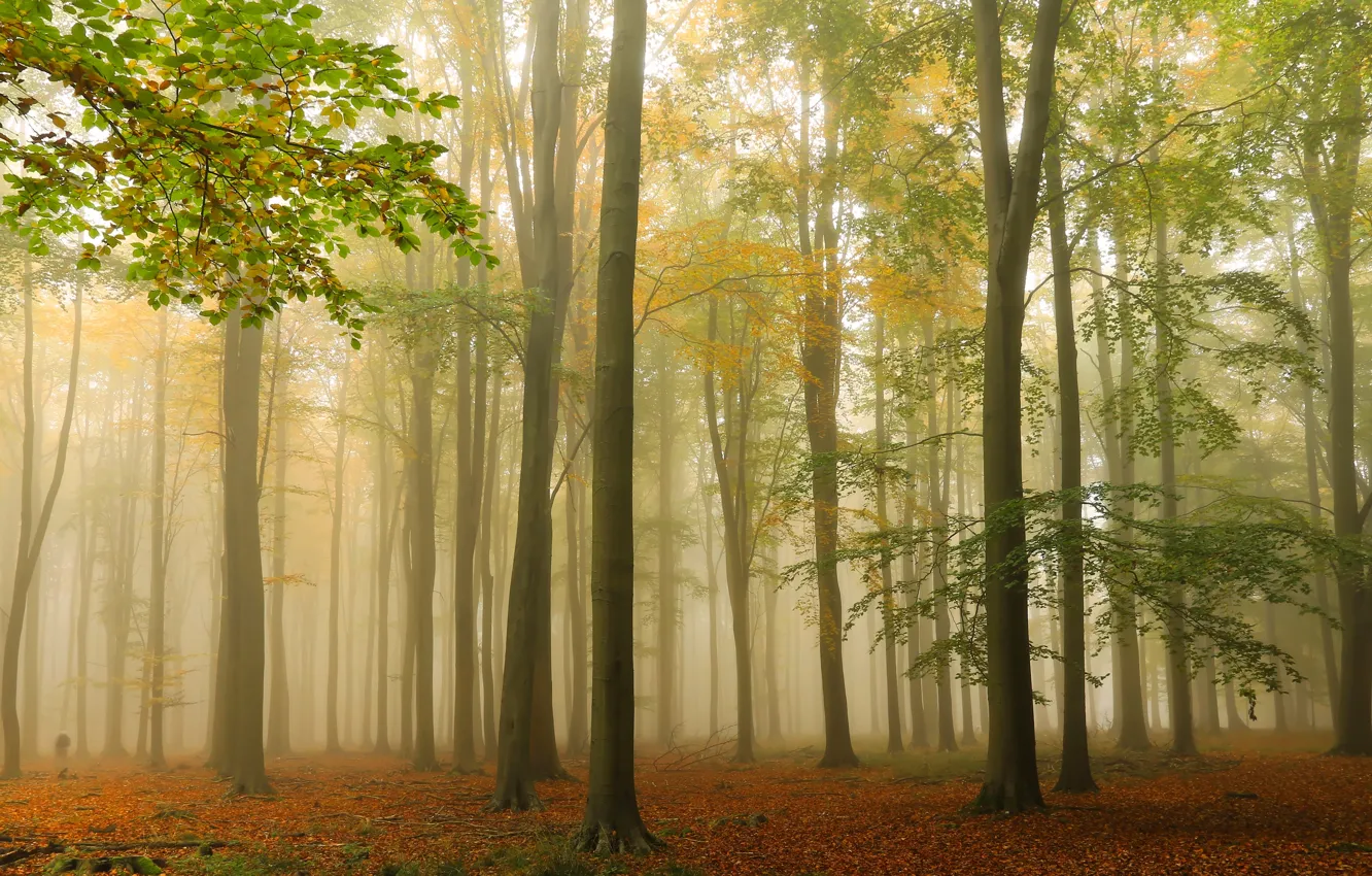 Photo wallpaper autumn, forest, trees, fog, England, England, Ashridge Wood, Forest Ashridge