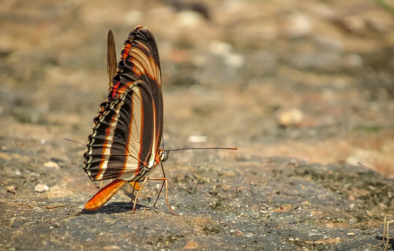 Photo wallpaper macro, butterfly, wings, beautiful, closeup