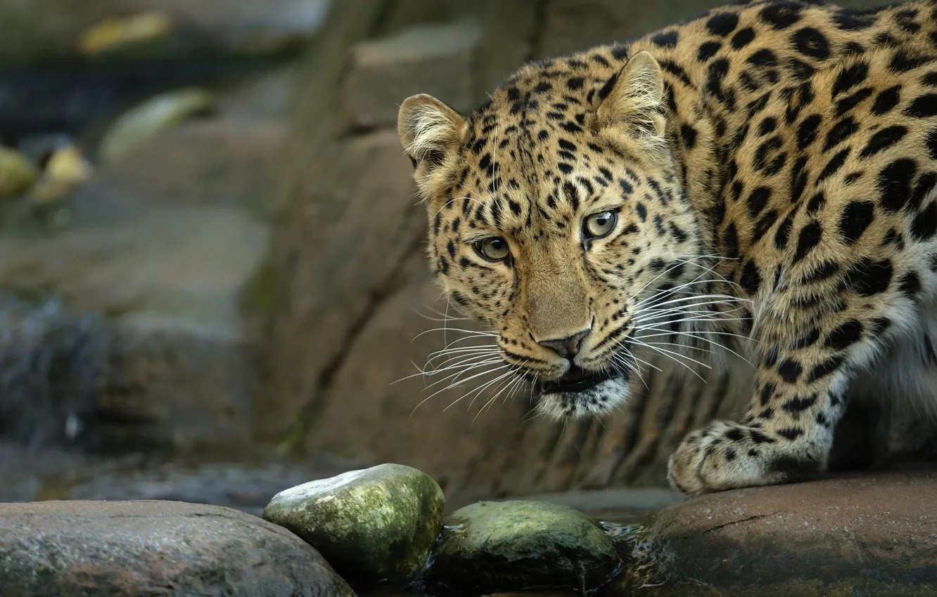 Photo wallpaper face, stream, stones, predator, wild cat, the Amur leopard