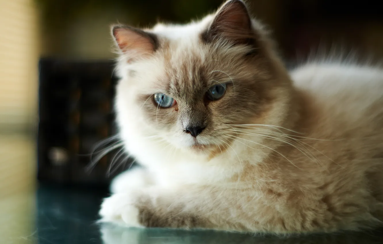 Photo wallpaper cat, cat, muzzle, lying, Siamese