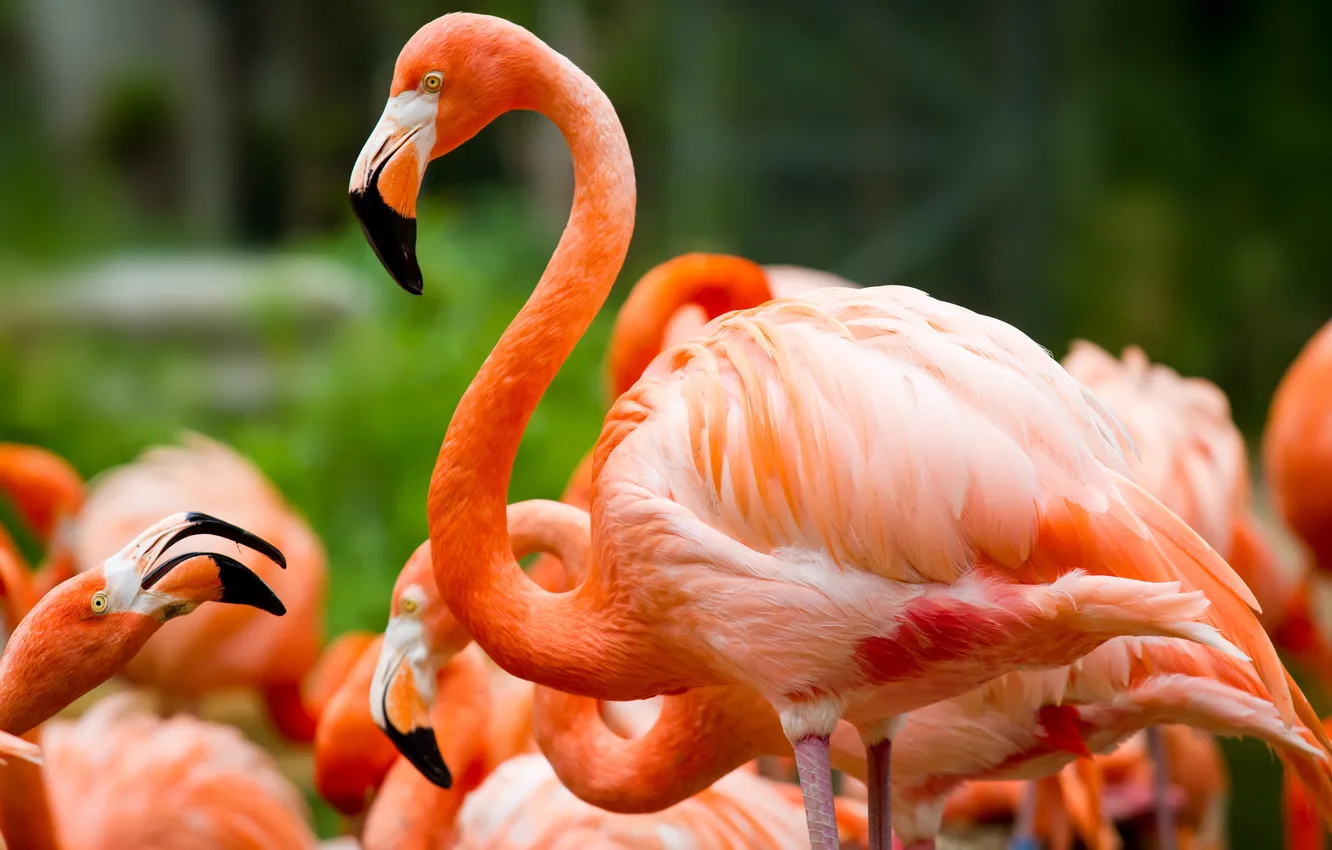 Photo wallpaper greens, bird, Flamingo