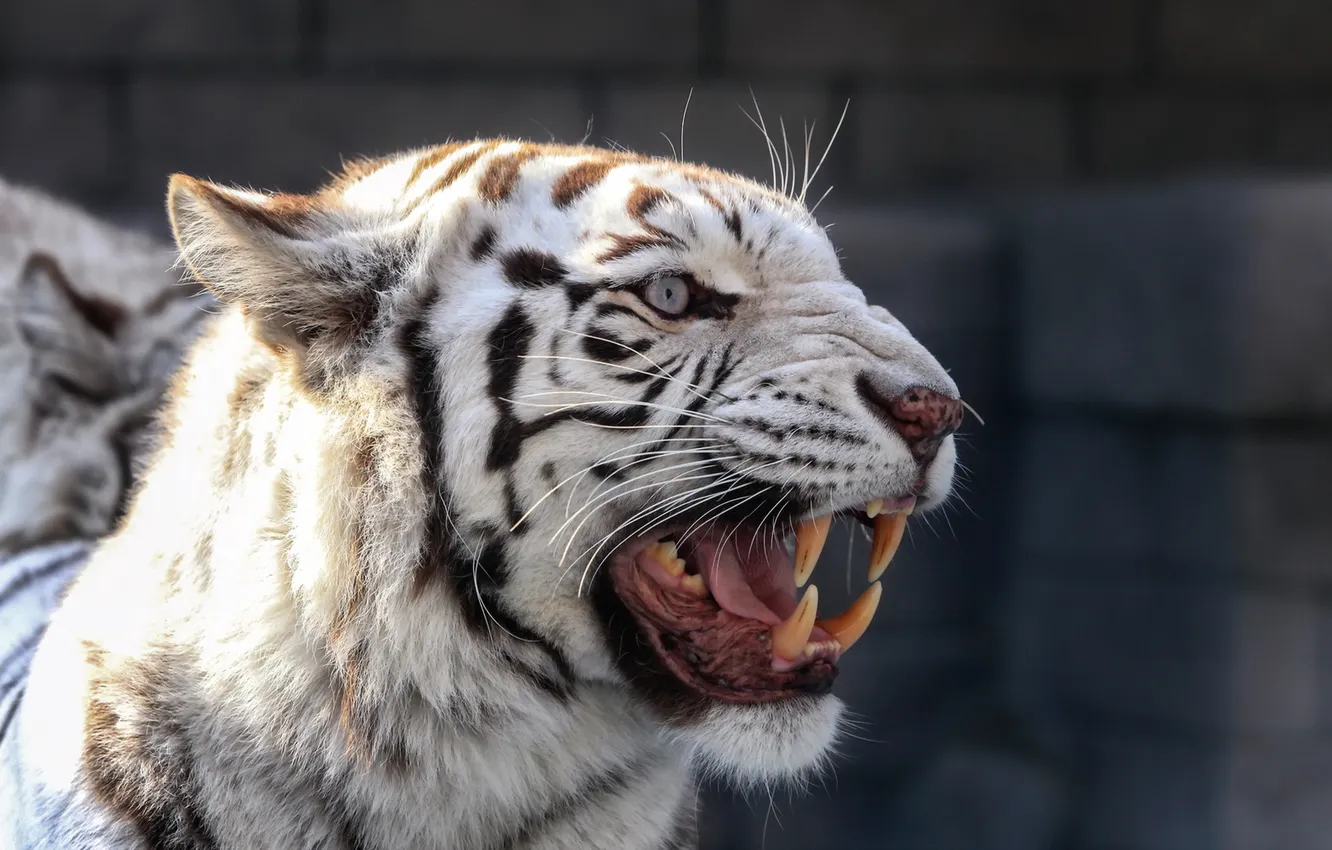 Photo wallpaper tiger, fangs, grin