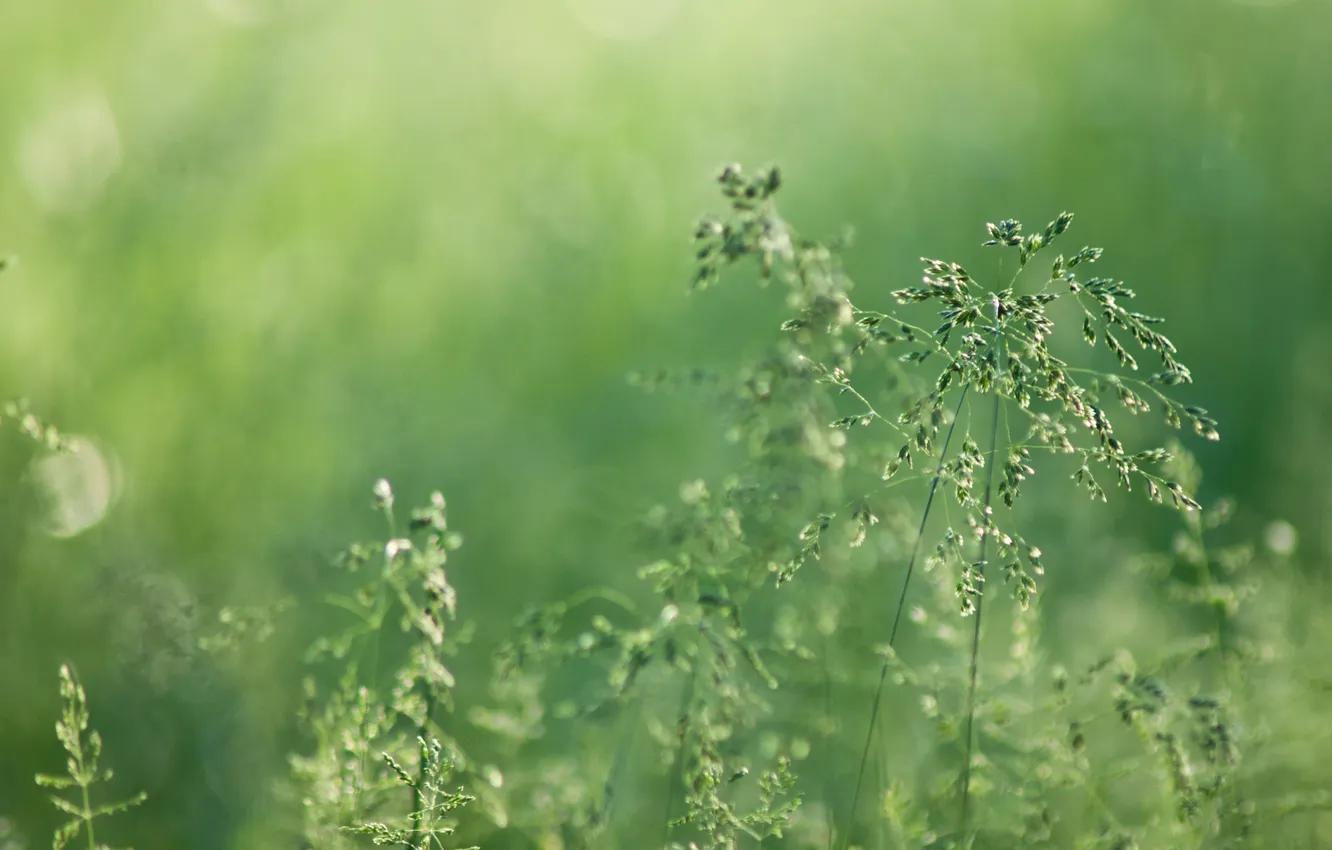 Photo wallpaper greens, grass, nature, green, Rosa, blur, spikelets