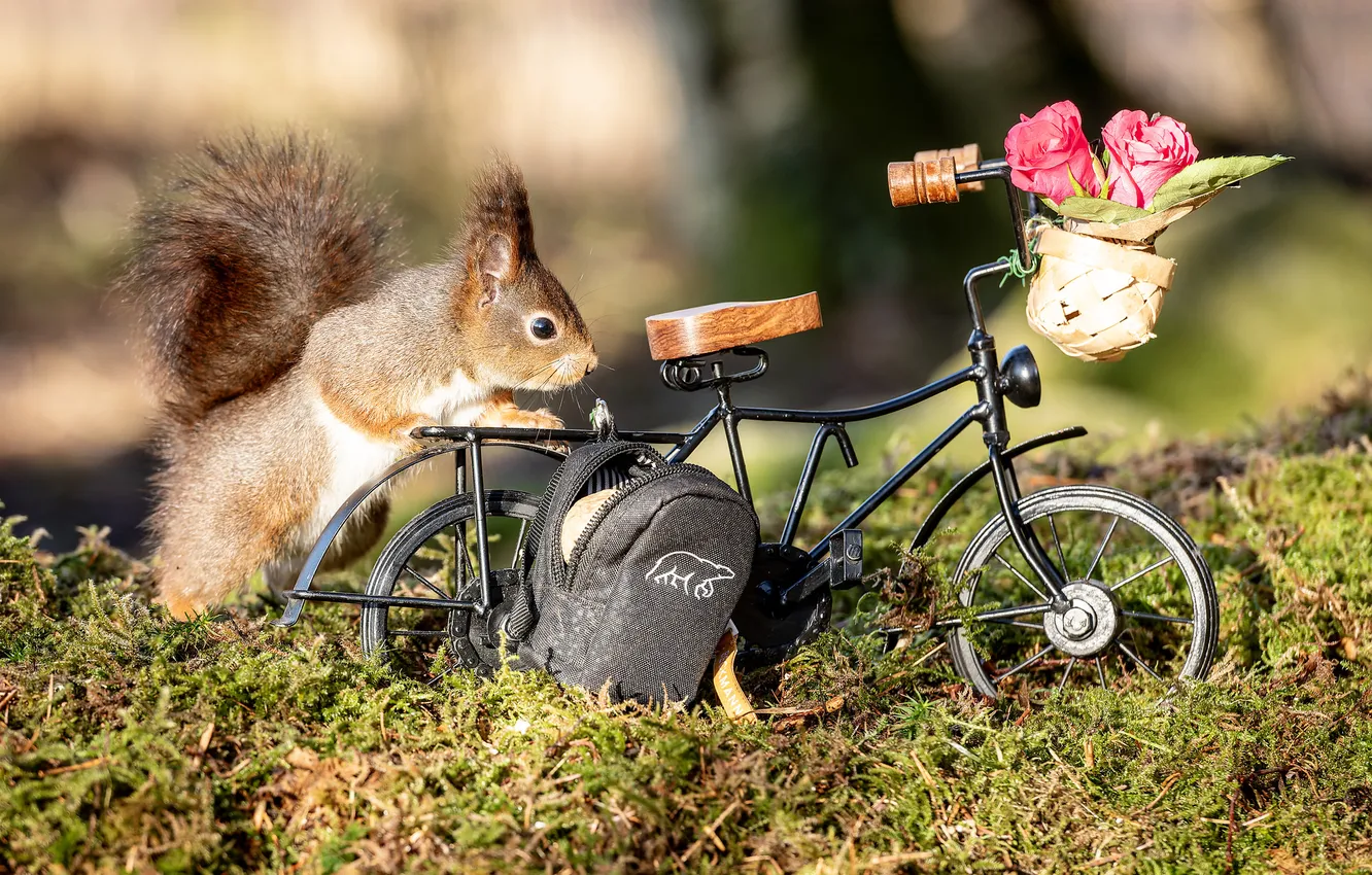 Photo wallpaper bike, roses, protein, basket, backpack