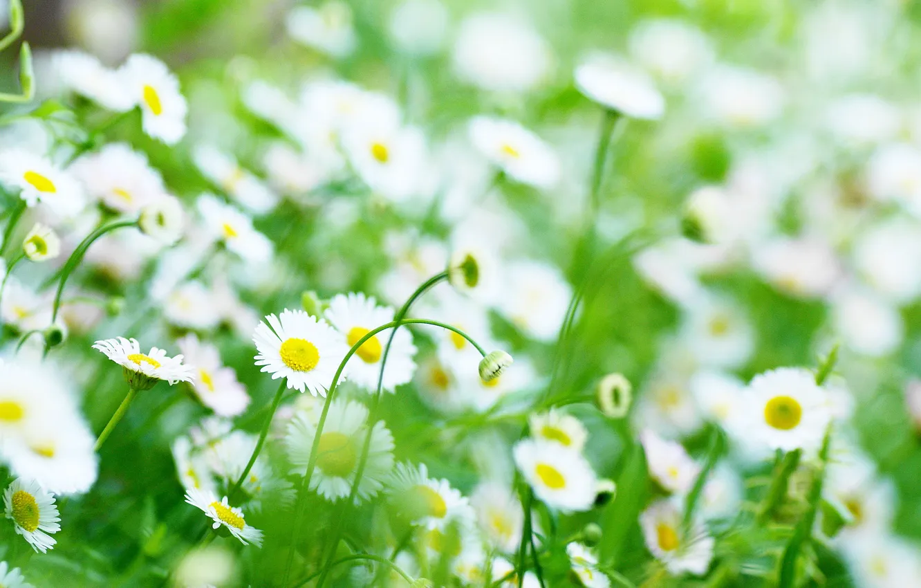 Photo wallpaper greens, white, flowers, yellow, background, widescreen, Wallpaper, chamomile