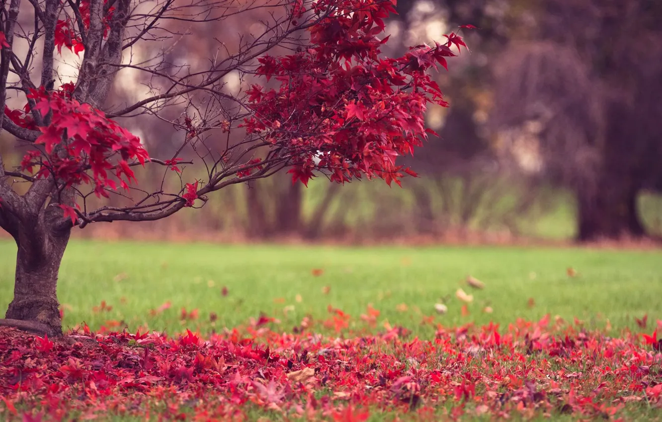 Photo wallpaper autumn, grass, leaves, nature, tree, red