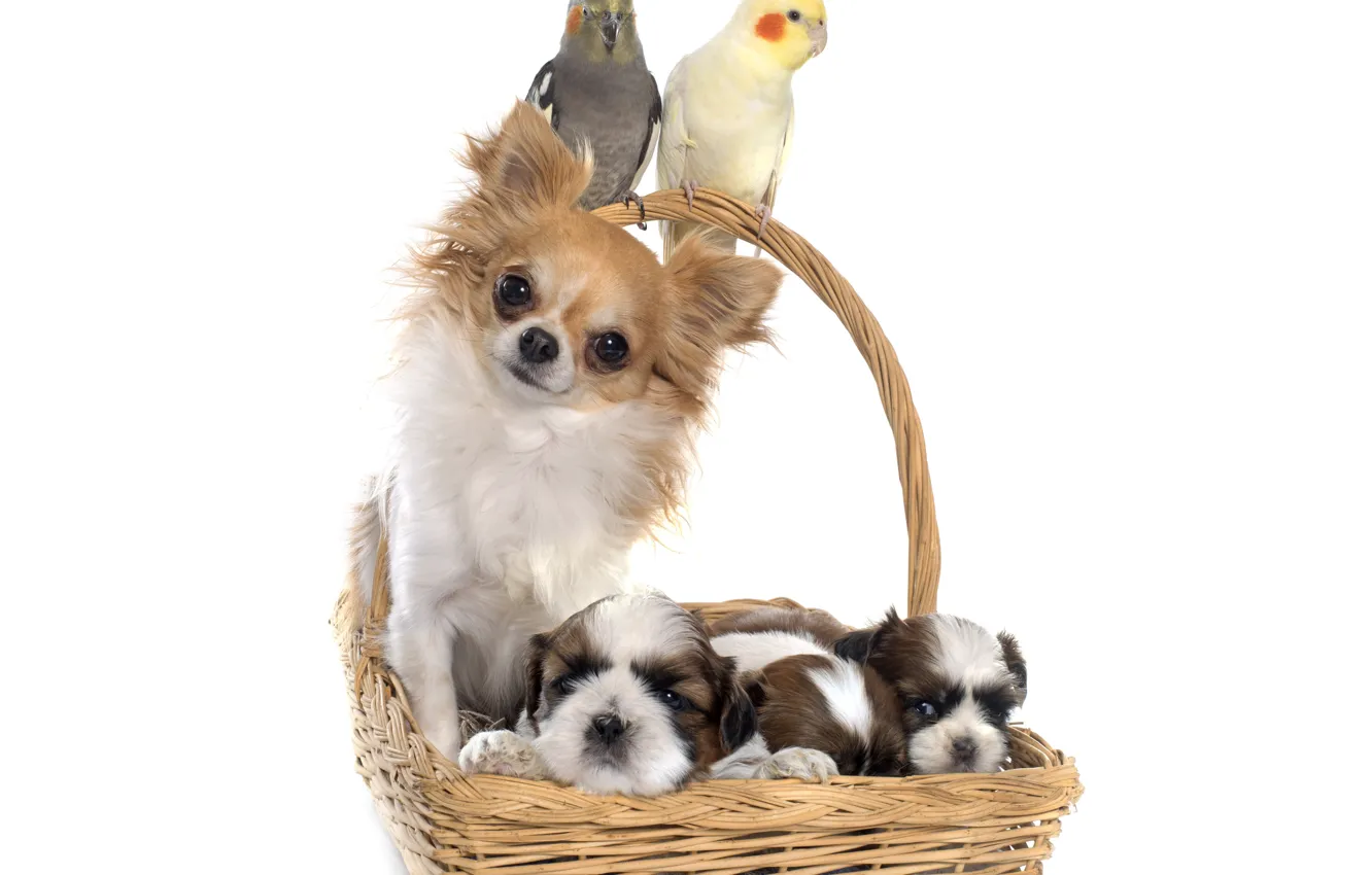 Photo wallpaper basket, parrot, puppy, Chihuahua, dogs, Parrots