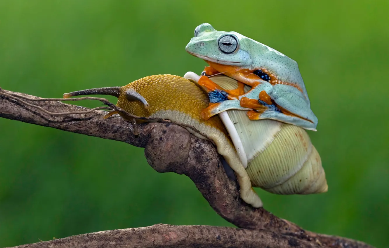 Photo wallpaper nature, background, frog, snail, the situation