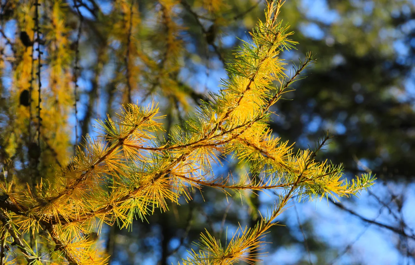 Photo wallpaper autumn, leaf, fall, twig