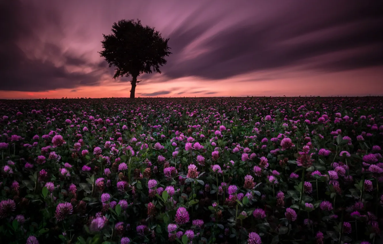 Photo wallpaper field, night, clover
