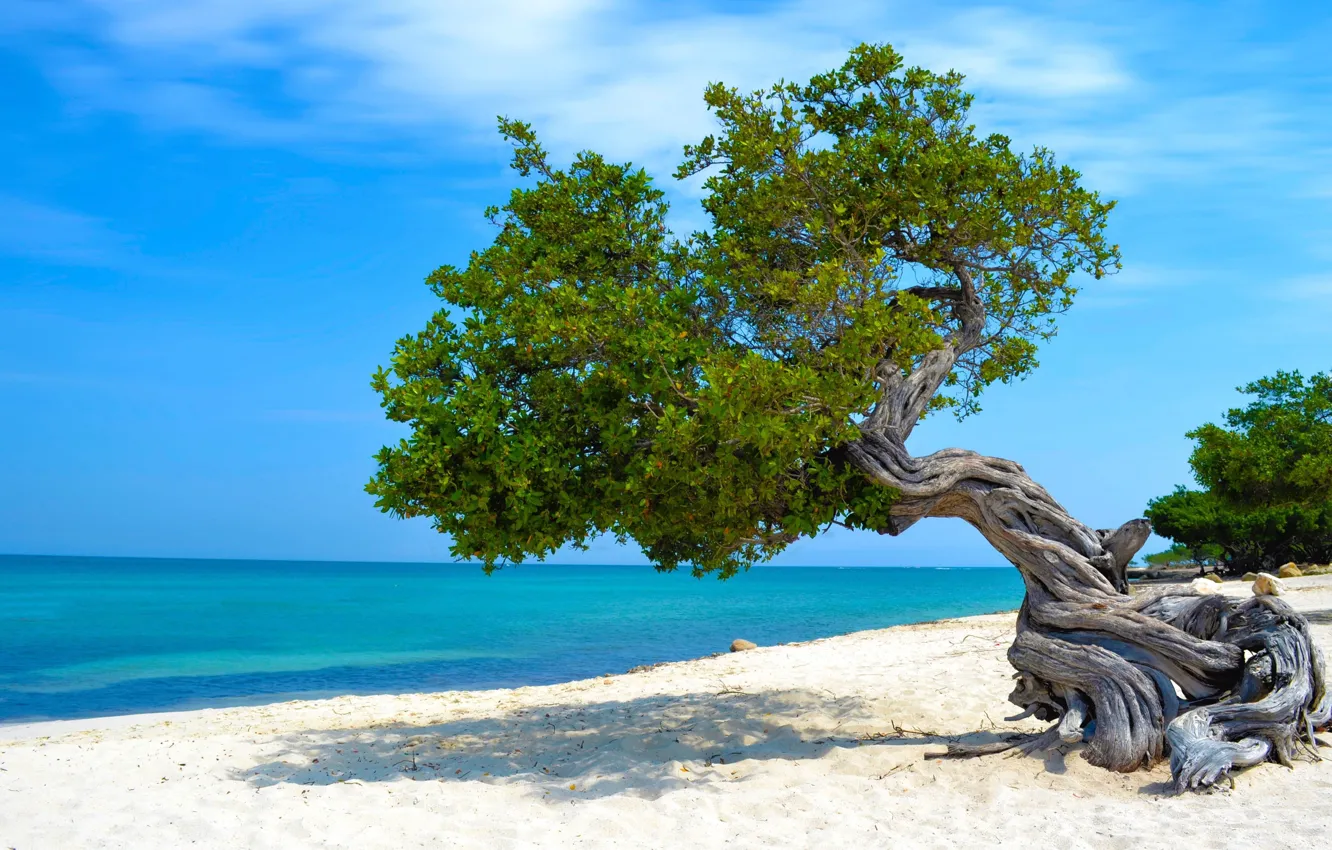 Photo wallpaper sand, sea, beach, trees, Caribbean