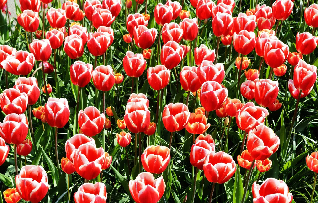 Photo wallpaper field, tulips, tulips