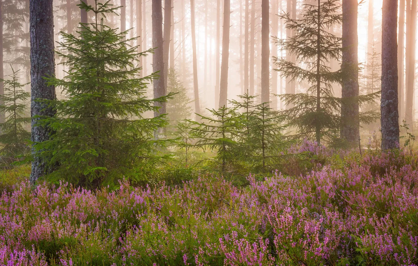 Photo wallpaper forest, light, flowers, nature, tree