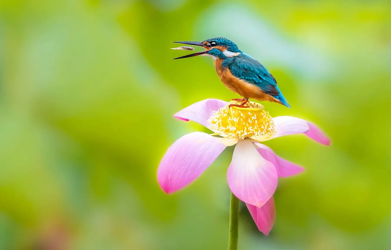 Photo wallpaper fish, flowers, bird, fish, beak, Lotus, pink, green background