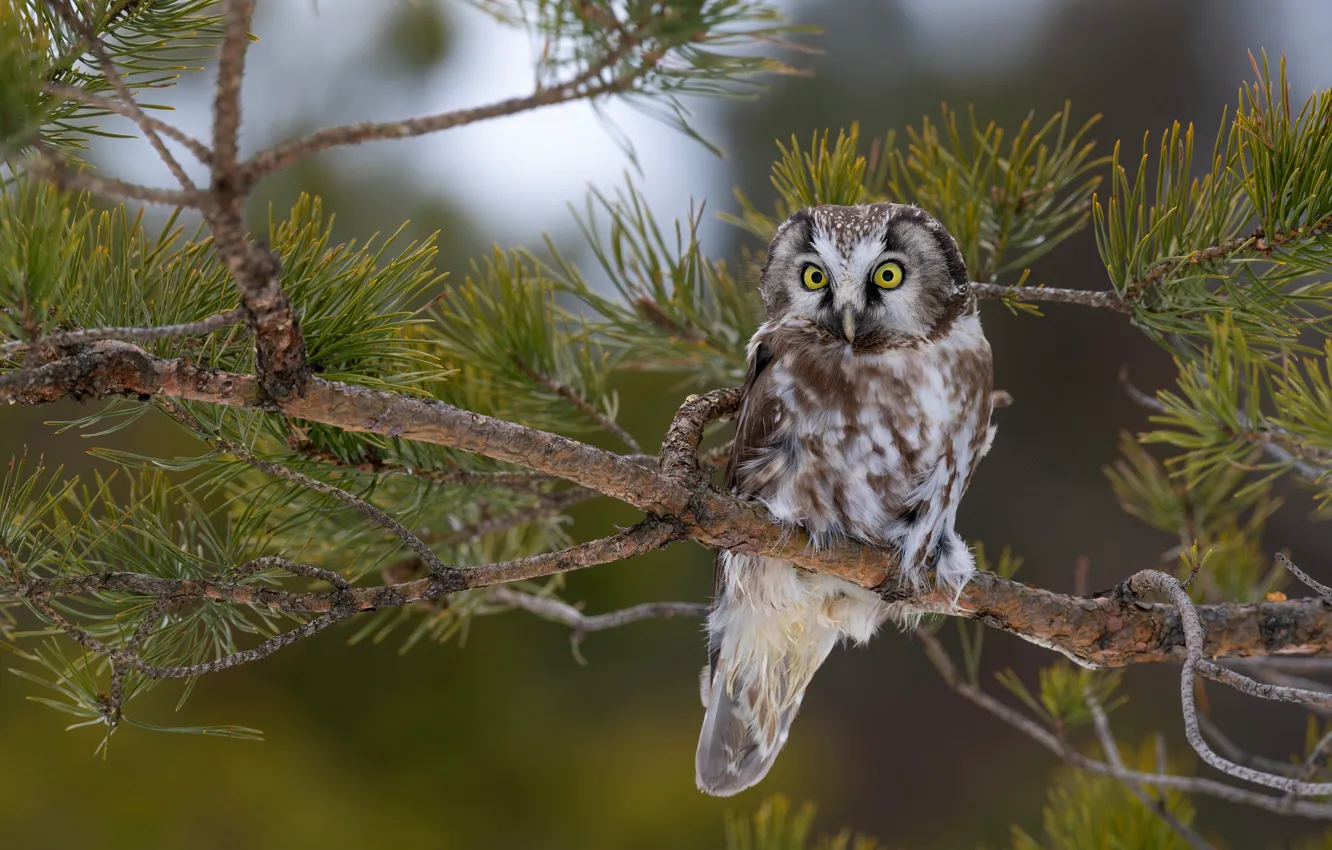 Photo wallpaper branches, owl, bird, needles, pine, owl