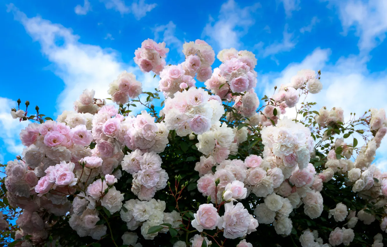 Photo wallpaper summer, the sky, roses, summer, buds, the bushes, sky, Roses