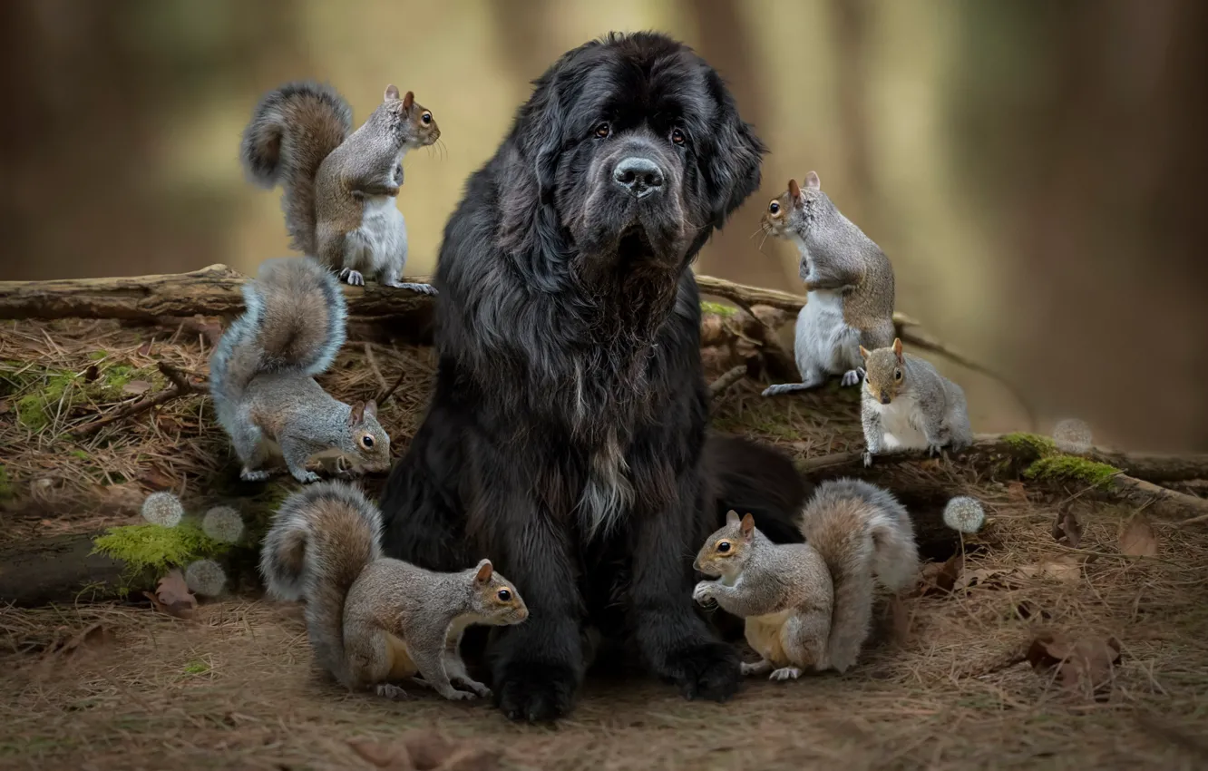 Photo wallpaper look, face, branches, nature, pose, rendering, grey, each