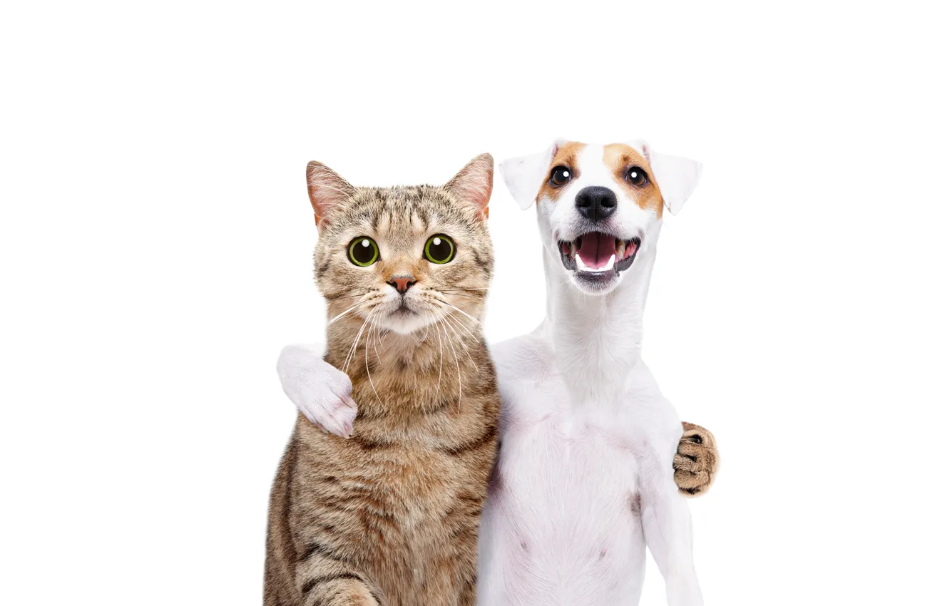 Photo wallpaper cat, look, dog, friendship, white background, two, Pets, happy