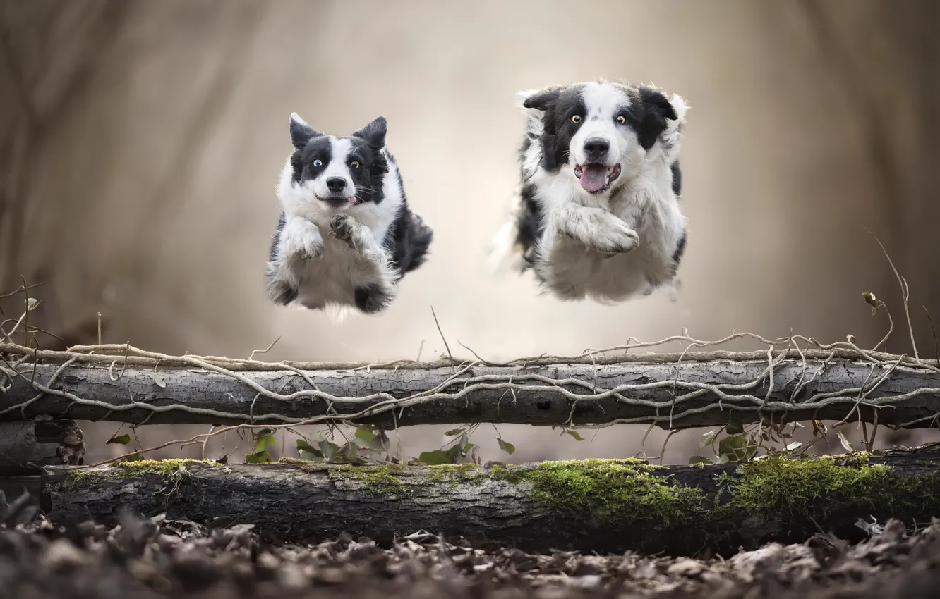 Photo wallpaper dogs, jump, running, levitation