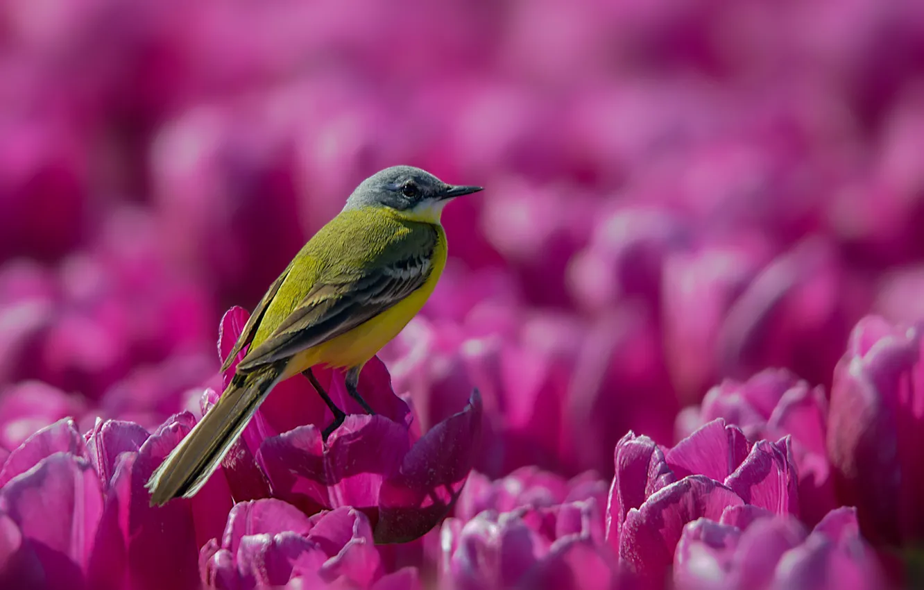 Photo wallpaper bird, tulips, baby