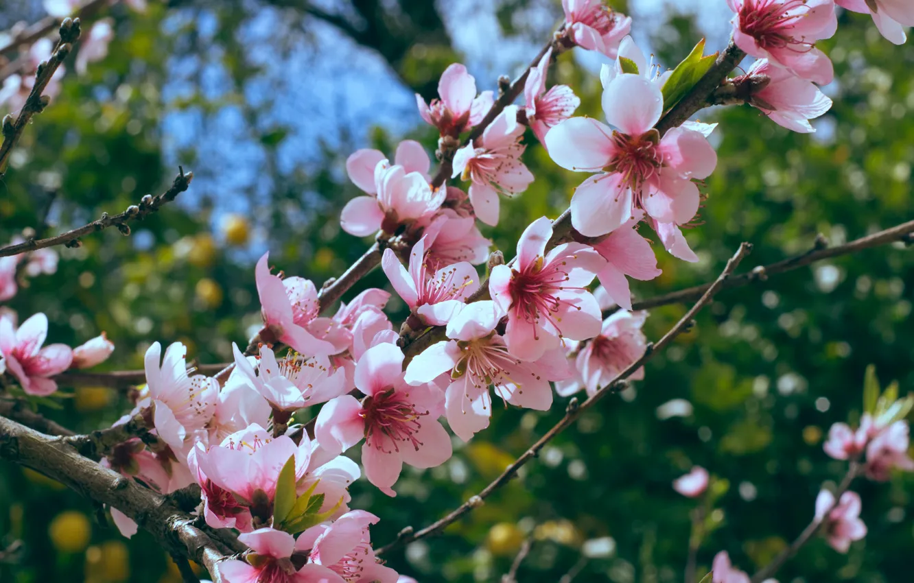 Photo wallpaper greens, leaves, light, trees, flowers, branches, cherry, foliage
