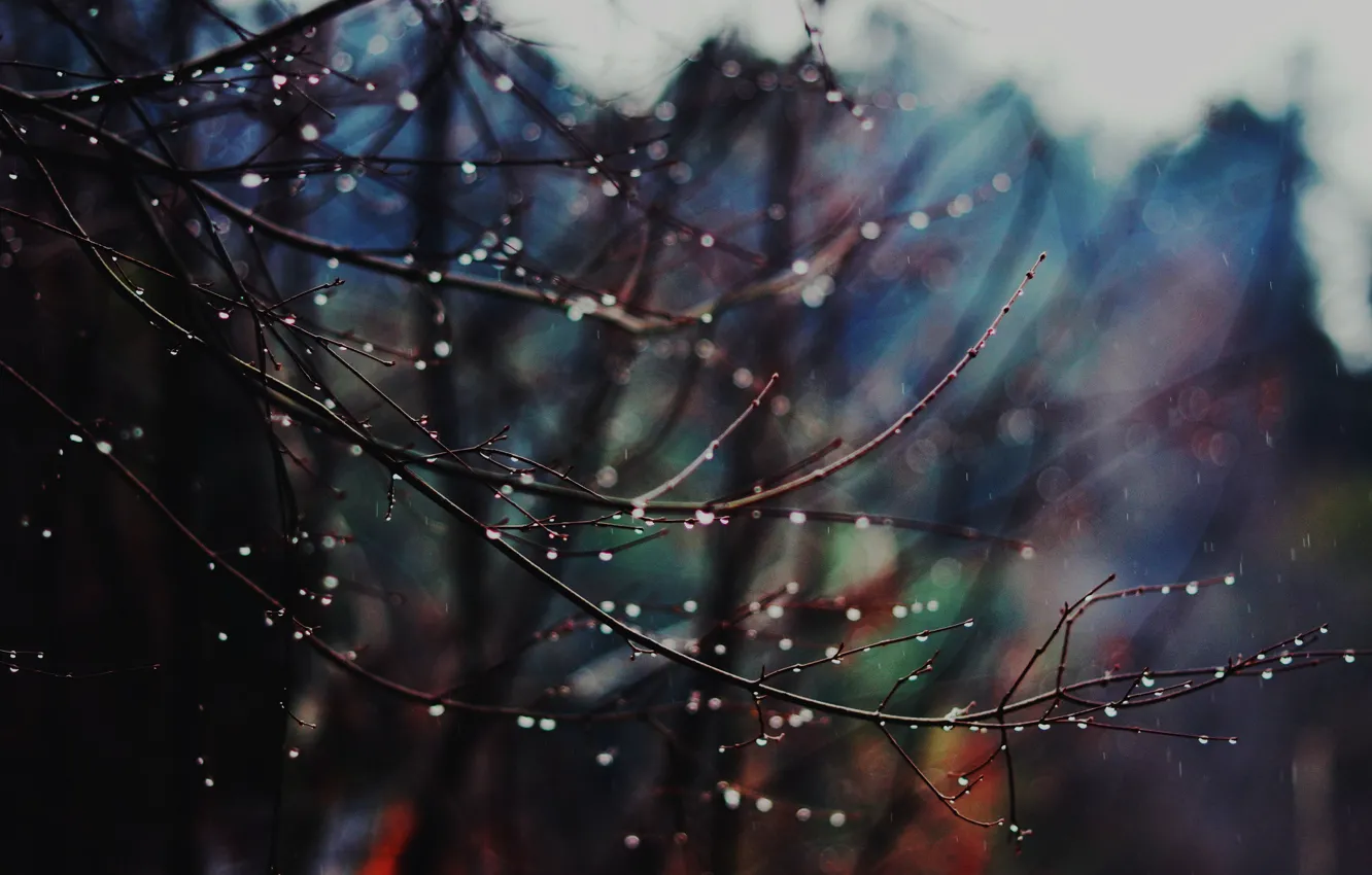 Photo wallpaper winter, drops, Winter is coming, branches, rainy