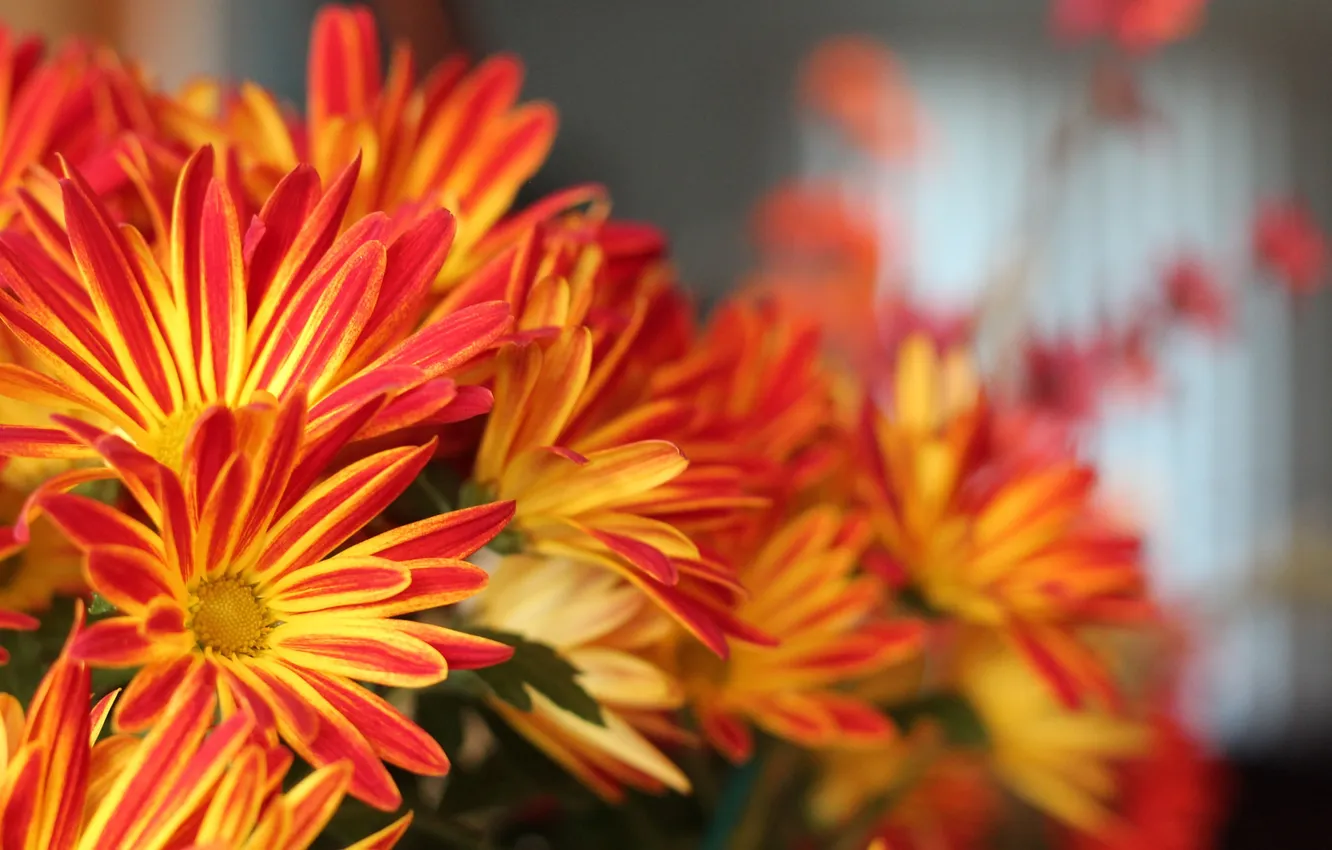 Photo wallpaper paint, bouquet, petals