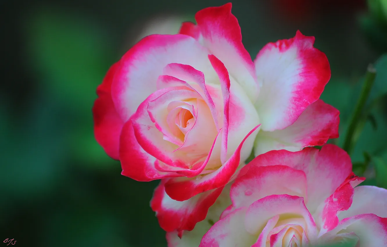Photo wallpaper tenderness, roses, petals