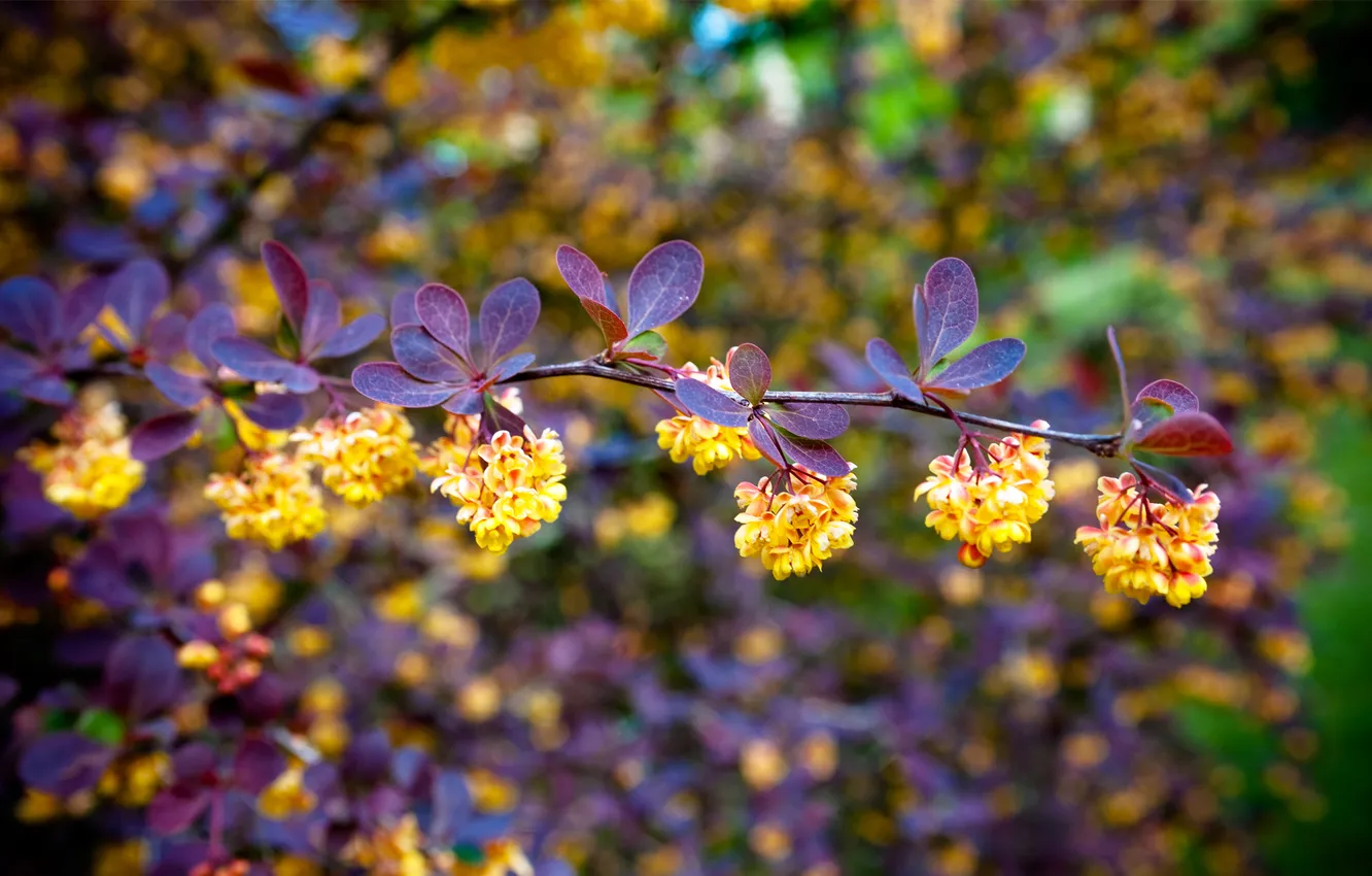 Photo wallpaper leaves, tree, Branch