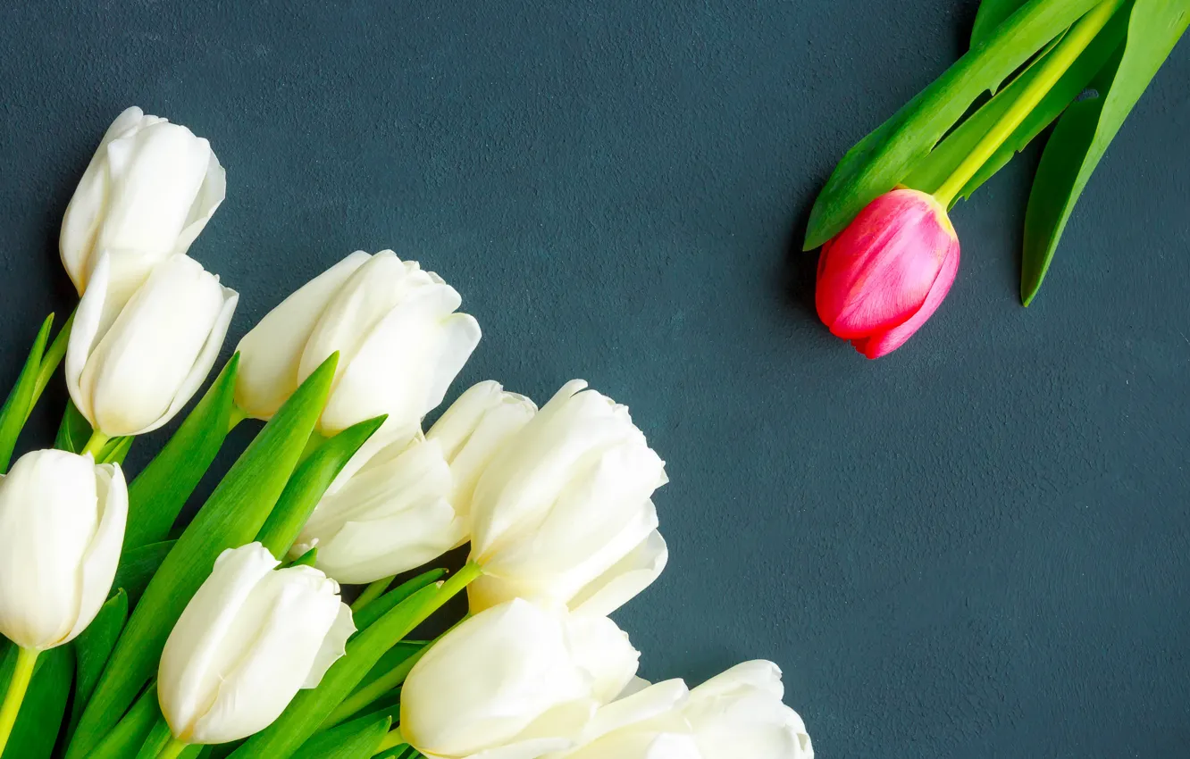 Photo wallpaper red, bouquet, spring, tulips, white