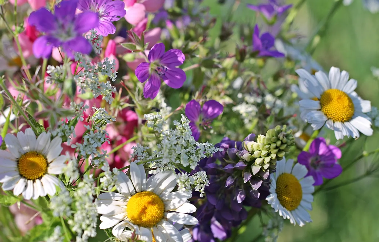 Photo wallpaper chamomile, bouquet, meadow flowers