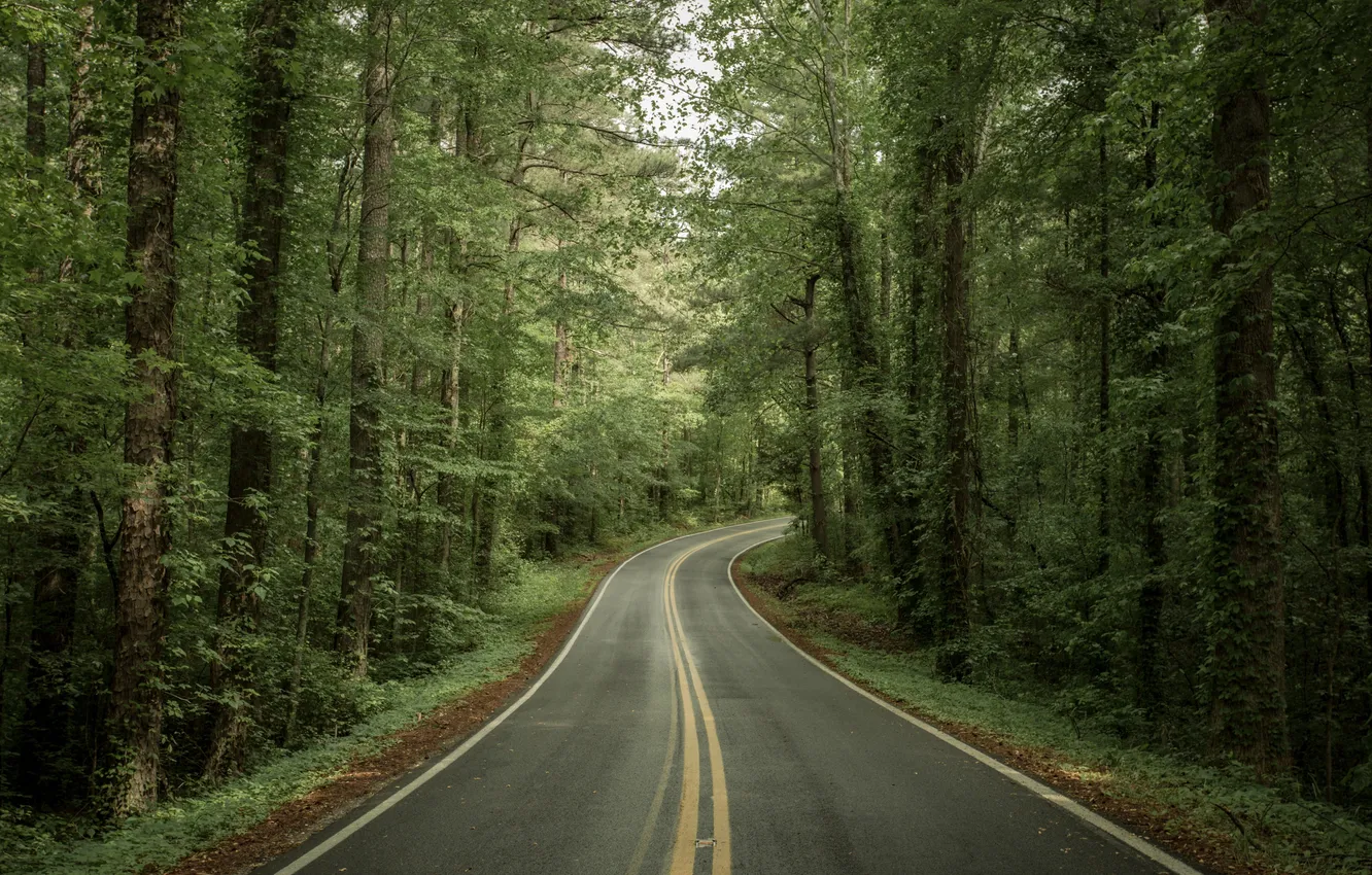 Photo wallpaper road, forest, nature