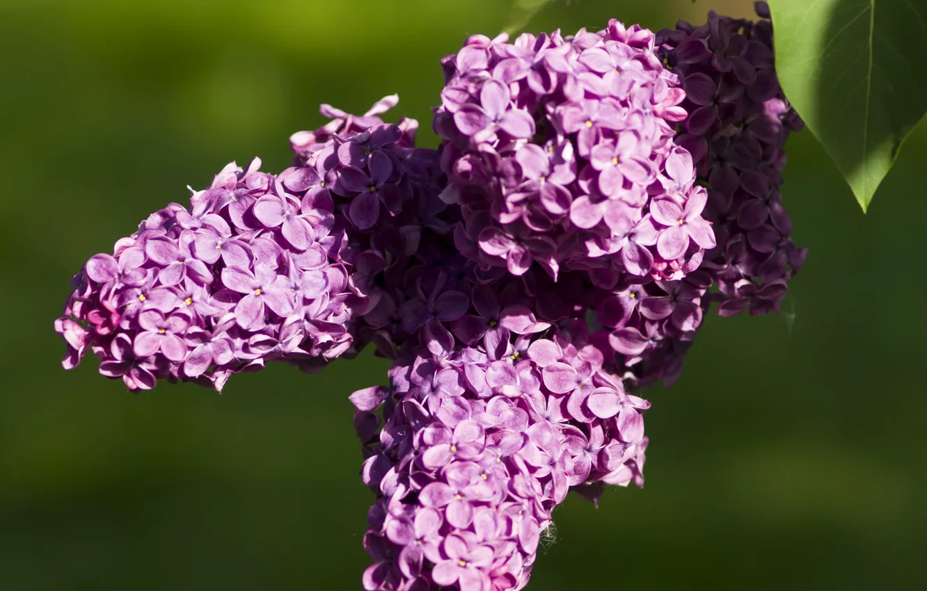 Photo wallpaper flowers, background, spring, lilac