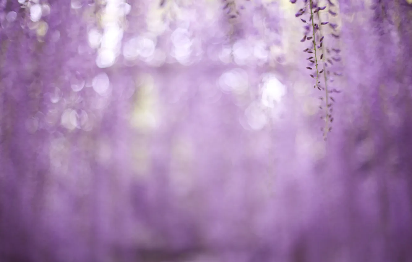 Photo wallpaper macro, flowers, branches, glare, blur, lilac, Wisteria