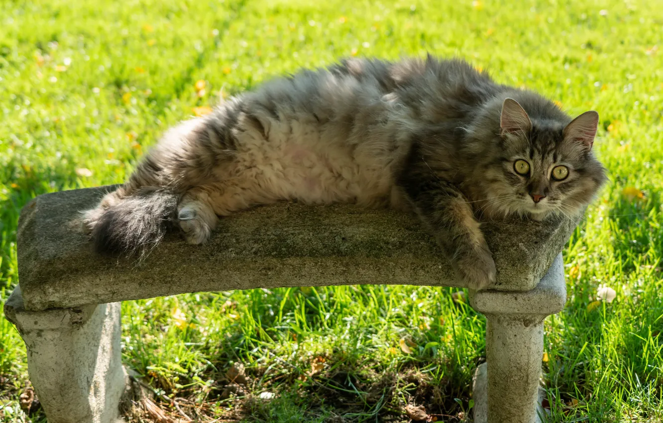 Photo wallpaper cat, summer, grass, cat, look, face, bench, pose