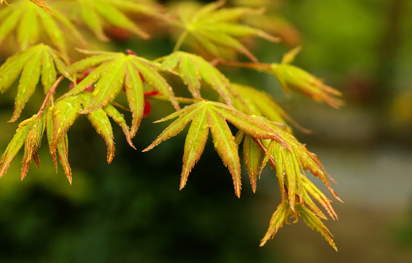 Photo wallpaper autumn, leaf, twig