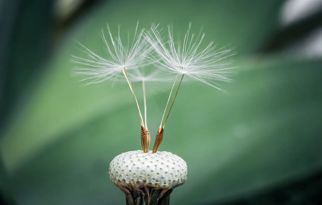 Photo wallpaper macro, dandelion, fuzzes