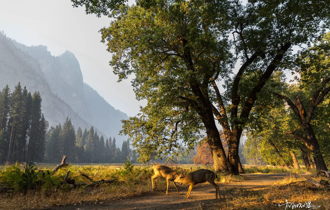 Photo wallpaper road, nature, deer
